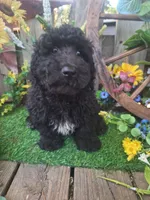  Rocky, , a male Goldendoodle for sale in Centerville, IA – 9 of 10