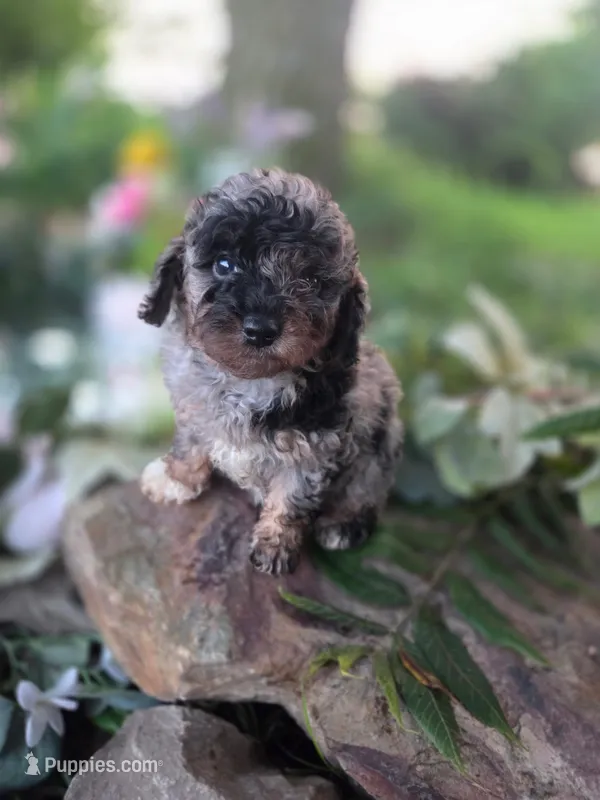 Lulu. – Cavapoo puppy for sale in Centerville, IA