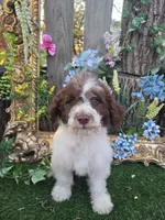 Bingo, a male Miniature Goldendoodle for sale in Centerville, IA – 2 of 2
