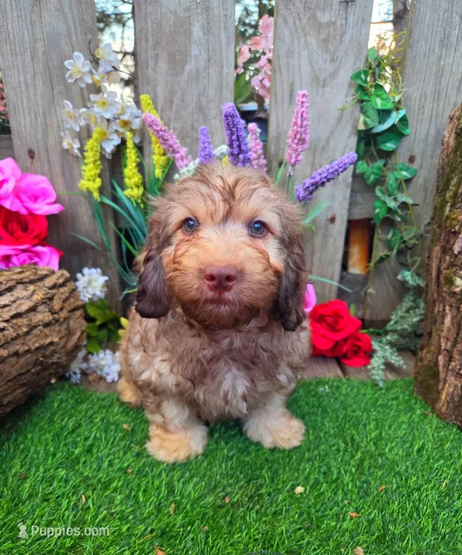 Abby – Miniature Goldendoodle puppy for sale in Centerville, IA