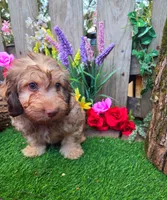 Abby, a female Miniature Goldendoodle for sale in Centerville, IA – Photo 2 of 2