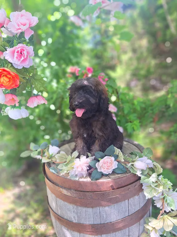 George  – English Goldendoodle puppy for sale in Centerville, IA