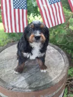 Cody, a male Bernedoodle for sale in Centerville, IA – 5 of 7