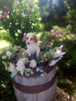 Classy., a female Miniature Goldendoodle for sale in Centerville, IA – 5 of 10