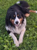 Ranger., a female Bernese Mountain Dog and Golden Retriever for sale in Centerville, IA – 9 of 10