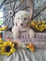 Charlie, a male Goldendoodle for sale in Centerville, IA – 2 of 7
