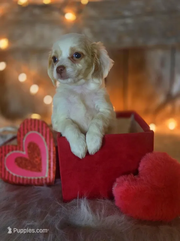 Classy, a female Miniature Goldendoodle for sale in Centerville, IA – Photo 1 of 6