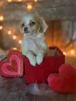 Classy, a female Miniature Goldendoodle for sale in Centerville, IA – Photo 1 of 6