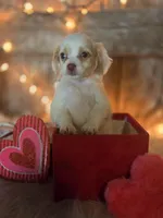 Classy, a female Miniature Goldendoodle for sale in Centerville, IA – Photo 2 of 6