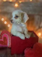 Classy, a female Miniature Goldendoodle for sale in Centerville, IA – Photo 6 of 6