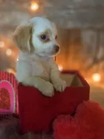 Classy, a female Miniature Goldendoodle for sale in Centerville, IA – Photo 4 of 6