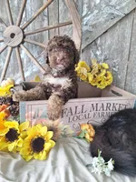 Bailey, a female Goldendoodle for sale in Centerville, IA – 2 of 4