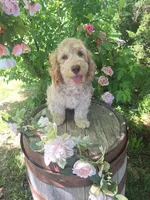 Addie, a female Miniature Goldendoodle for sale in Centerville, IA – 2 of 6