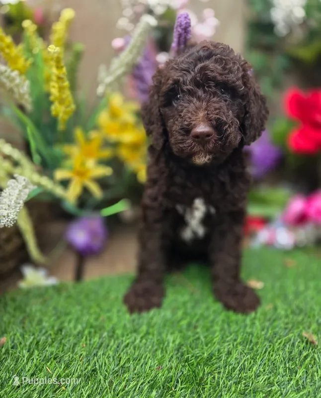 Buddy. – Goldendoodle puppy for sale in Centerville, IA