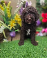 Buddy., a male Goldendoodle for sale in Centerville, IA – 1 of 1