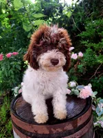 Tammy., a female Miniature Goldendoodle for sale in Centerville, IA – 2 of 8