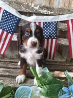 Ranger., a female Bernese Mountain Dog and Golden Retriever for sale in Centerville, IA – 6 of 10