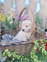 Henry, a male Golden Retriever and English Cream Golden Retriever for sale in Centerville, IA – Photo 6 of 6