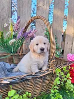 Henry, a male Golden Retriever and English Cream Golden Retriever for sale in Centerville, IA – Photo 1 of 6