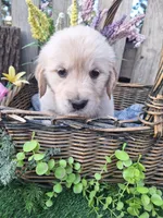 Henry, a male Golden Retriever and English Cream Golden Retriever for sale in Centerville, IA – Photo 4 of 6