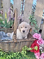 Henry, a male Golden Retriever and English Cream Golden Retriever for sale in Centerville, IA – Photo 2 of 6
