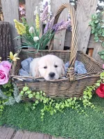 Henry, a male Golden Retriever and English Cream Golden Retriever for sale in Centerville, IA – Photo 5 of 6