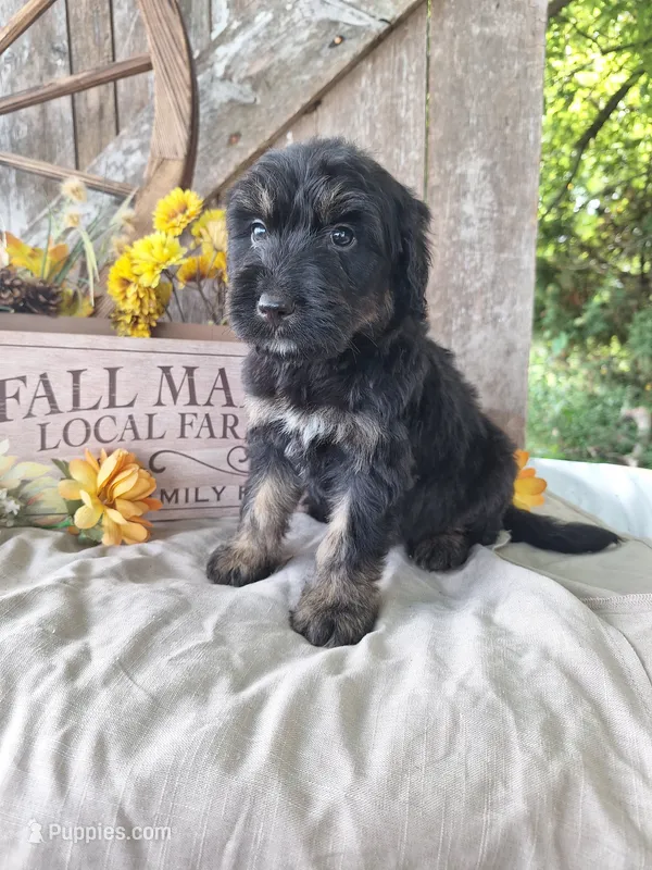 Bandito – Bernedoodle puppy for sale in Centerville, IA