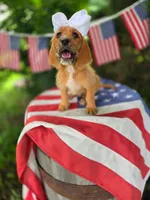 Mater, a male Basset Hound for sale in Centerville, IA – 3 of 4