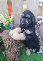 George, a male Goldendoodle for sale in Centerville, IA – Photo 4 of 6