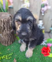 George, a male Goldendoodle for sale in Centerville, IA – Photo 3 of 6