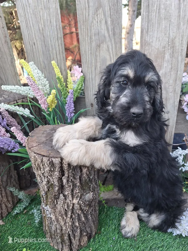 George – Goldendoodle puppy for sale in Centerville, IA