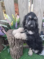 George, a male Goldendoodle for sale in Centerville, IA – Photo 1 of 6