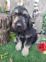 George, a male Goldendoodle for sale in Centerville, IA – Photo 2 of 6