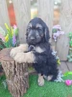 George, a male Goldendoodle for sale in Centerville, IA – Photo 5 of 6