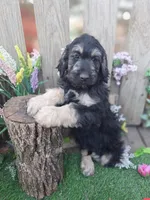 George, a male Goldendoodle for sale in Centerville, IA – Photo 6 of 6