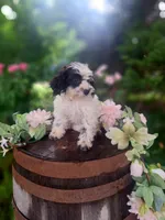 Cecilia, a male Miniature Goldendoodle for sale in Centerville, IA – 6 of 9