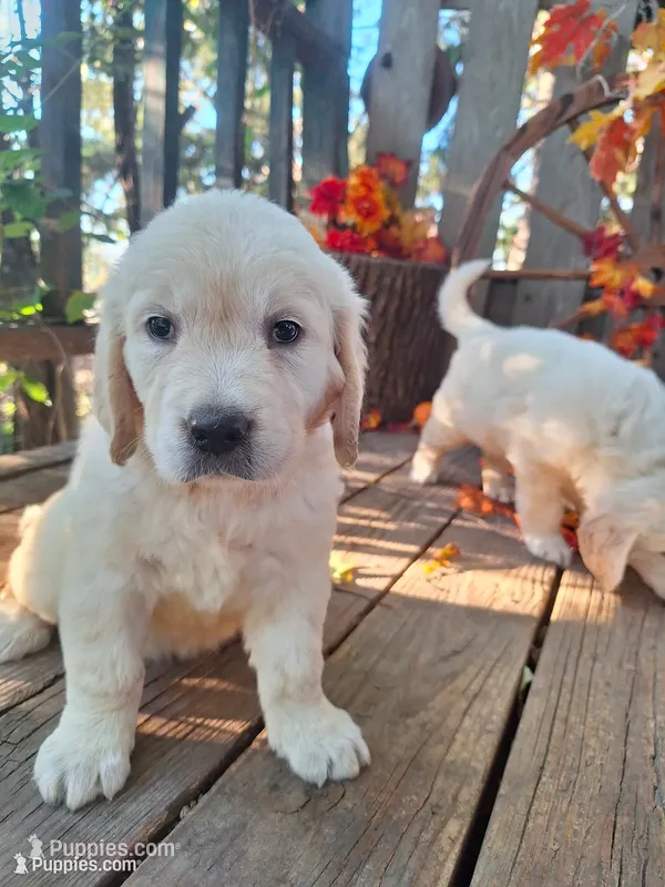 Loretta. – English Cream Golden Retriever puppy for sale in Centerville, IA
