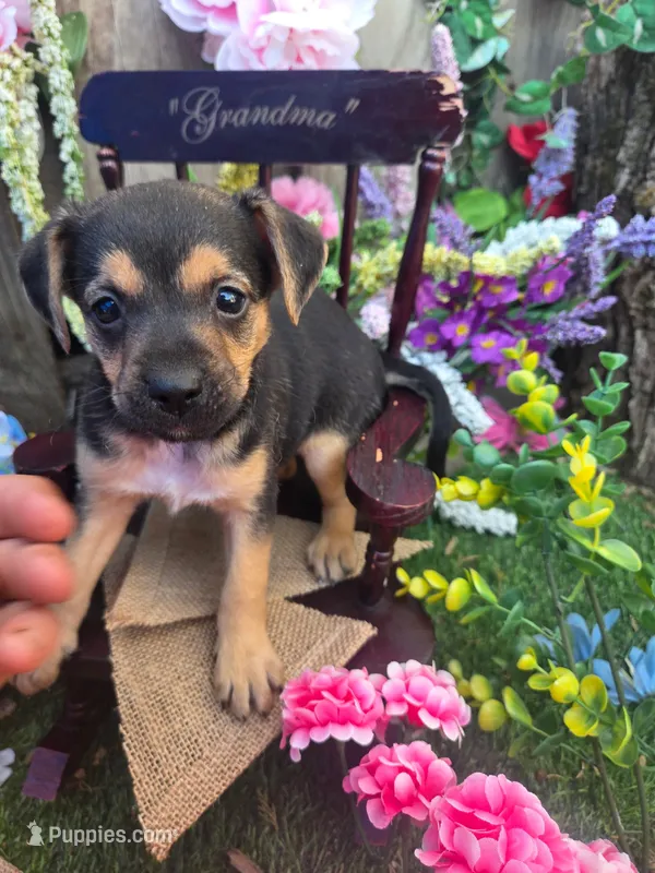Foxy – Jack Russell Terrier, Rat Terrier puppy for sale in Centerville, IA