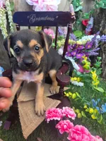Foxy, a female Jack Russell Terrier and Rat Terrier for sale in Centerville, IA – 1 of 3