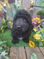  Rocky, , a male Goldendoodle for sale in Centerville, IA – 7 of 10
