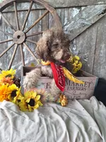 Pablo Jr, a male Goldendoodle for sale in Centerville, IA – 2 of 5