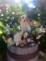 Classy., a female Miniature Goldendoodle for sale in Centerville, IA – 4 of 10