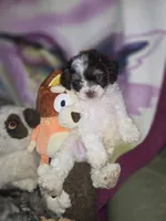 Charles, a male Cavapoo for sale in Centerville, IA – 6 of 9