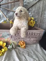 Luna., a female Goldendoodle for sale in Centerville, IA – 4 of 10