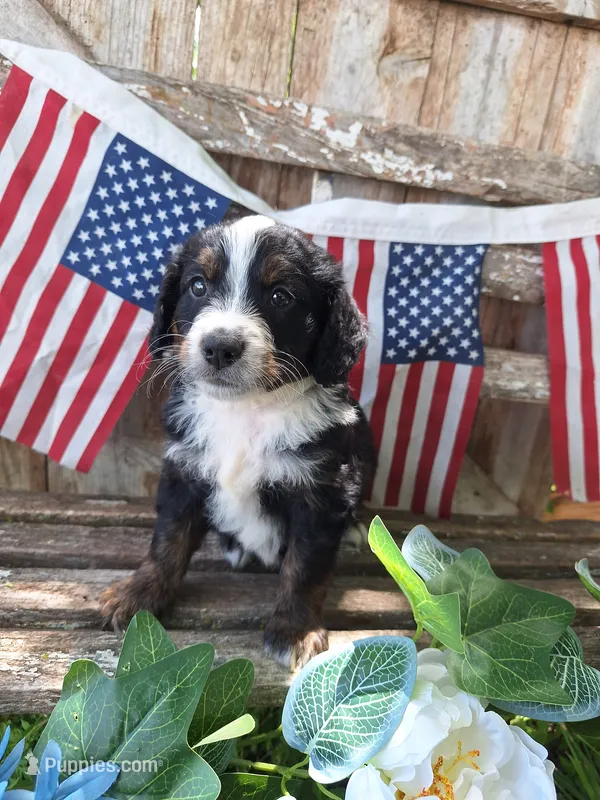 Cooper – Bernedoodle puppy for sale in Centerville, IA