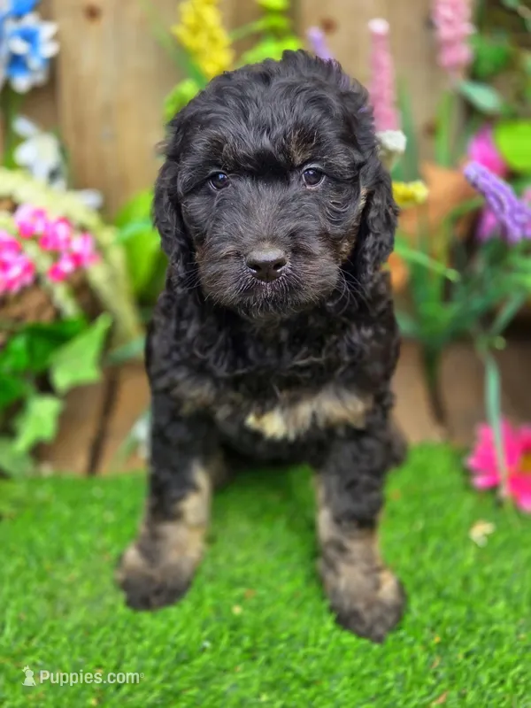 Gigi – English Goldendoodle puppy for sale in Centerville, IA