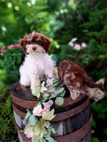 Sherri., a female Miniature Goldendoodle for sale in Centerville, IA – 7 of 8