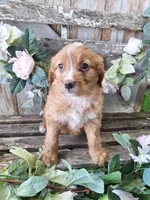 Honey, , a female Bernese Mountain Dog and Golden Retriever for sale in Centerville, IA – 6 of 9