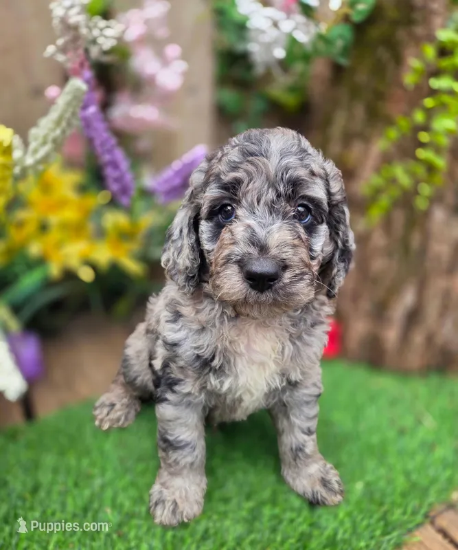 Cooper, – Goldendoodle puppy for sale in Centerville, IA
