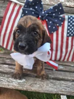 Sarge , a male Basset Hound and Poodle - Standard  for sale in Centerville, IA – 3 of 4